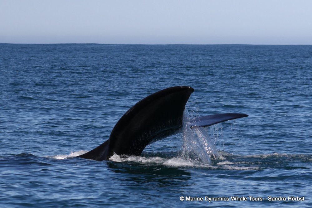 Southern right whale, whale watching, gansbaai, south africa,