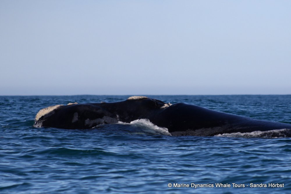 Southern right whale, whale watching, gansbaai, south africa,
