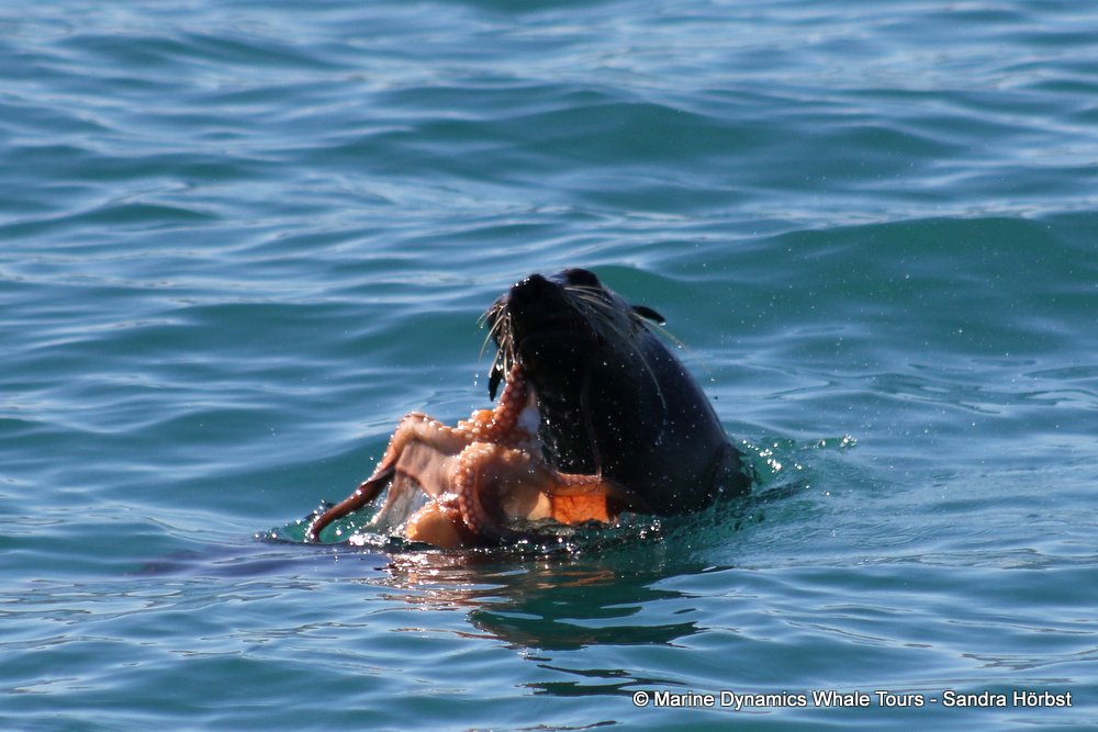 Marine Big 5 Daily Blog 26 July