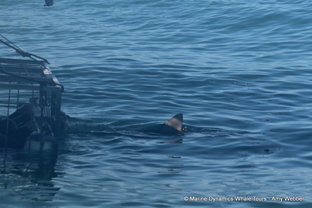 bronze whaler shark, whale watching, gansbaai, south africa,