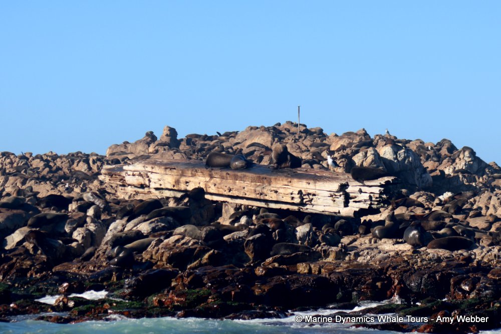 cape fur seal colony, whale watching, gansbaai, south africa,