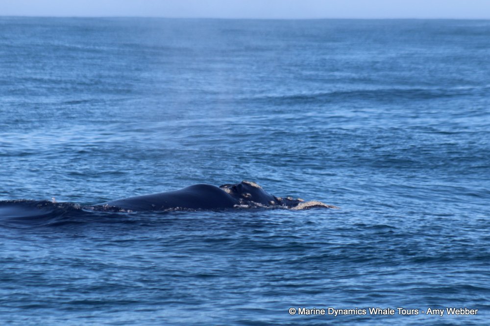 Southern right whale, whale watching, gansbaai, south africa,