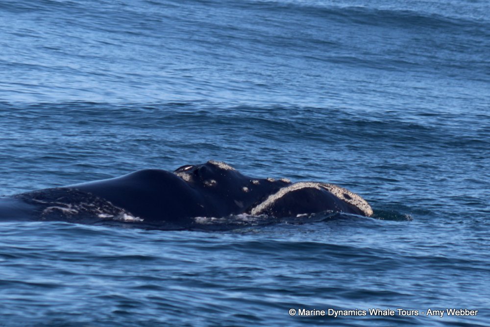 Southern right whale, whale watching, gansbaai, south africa,