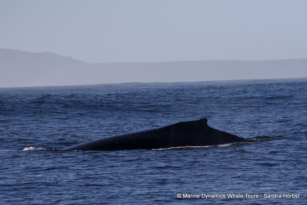 humpback whale, whale watching, gansbaai, south africa