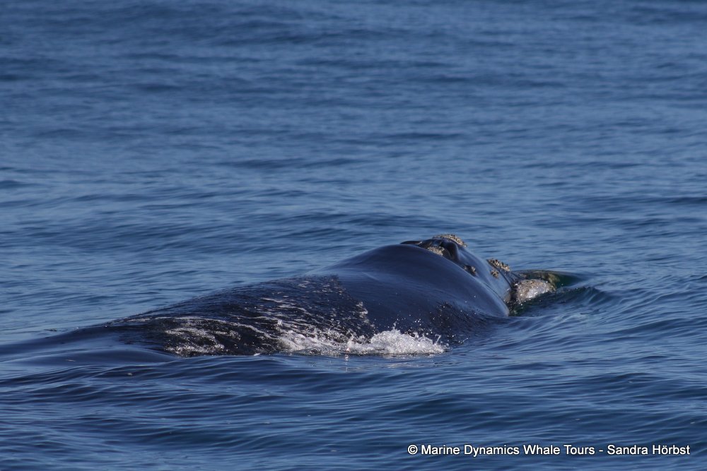 whale, whale watching, gansbaai, south africa