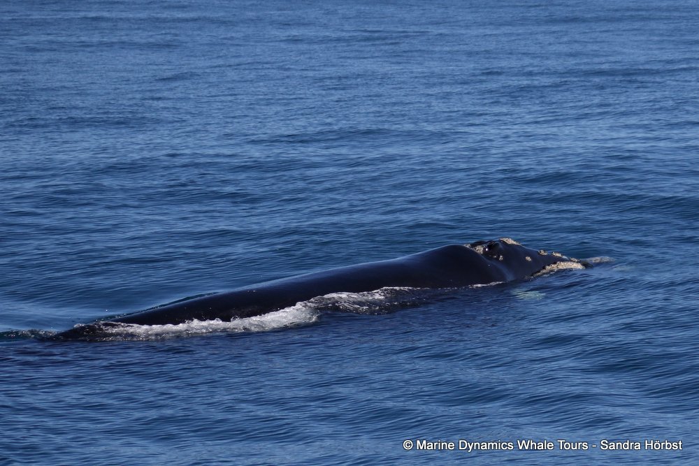 Southern right whale, whale watching, gansbaai, south africa,