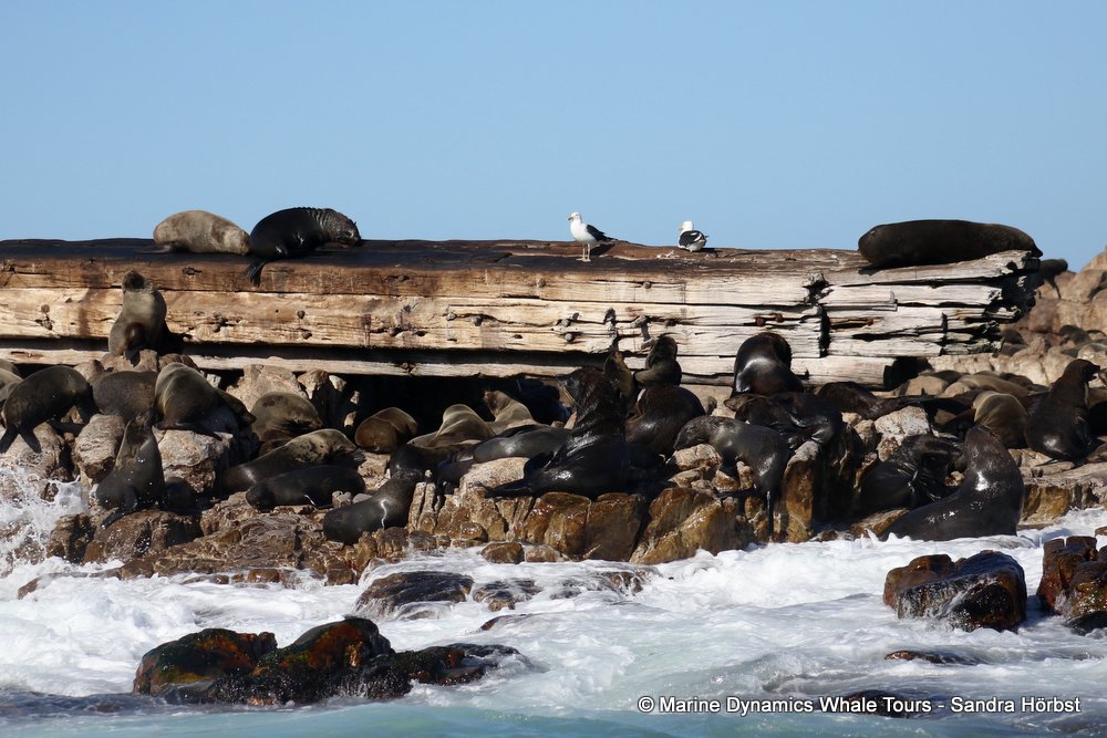 cape fur seal, whale watching, gansbaai, south africa