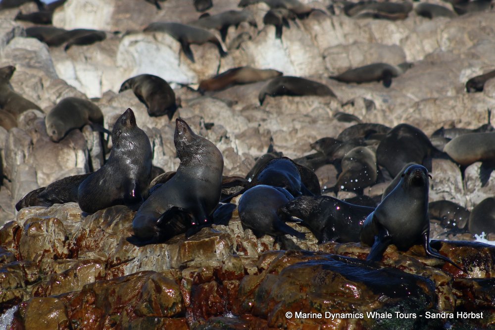 cape fur seal, whale watching, gansbaai, south africa