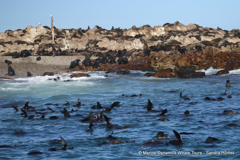 cape fur seal, whale watching, gansbaai, south africa