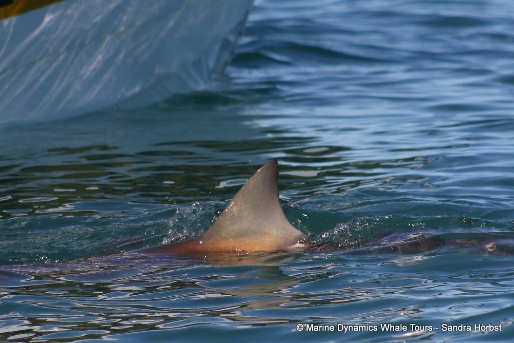 bronze whaler shark, whale watching, gansbaai, south africa,