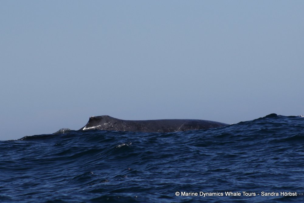 humpback whale, whale watching, gansbaai, south africa