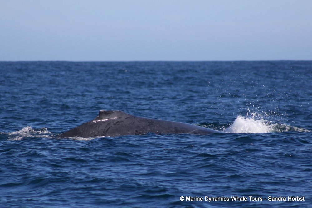 humpback whale, whale watching, gansbaai, south africa