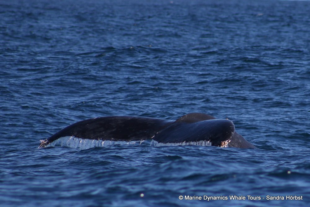 humpback whale, whale watching, gansbaai, south africa