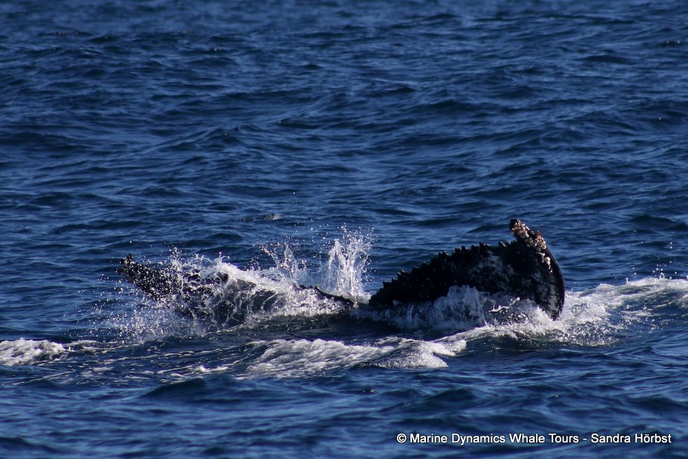 humpback whale, whale watching, gansbaai, south africa
