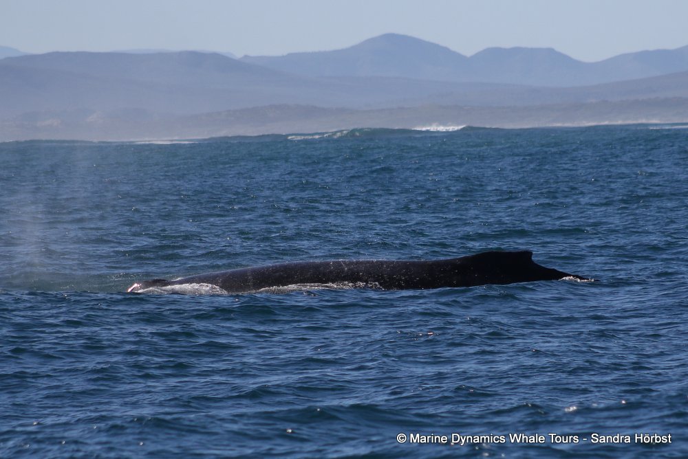 humpback whale, whale watching, gansbaai, south africa