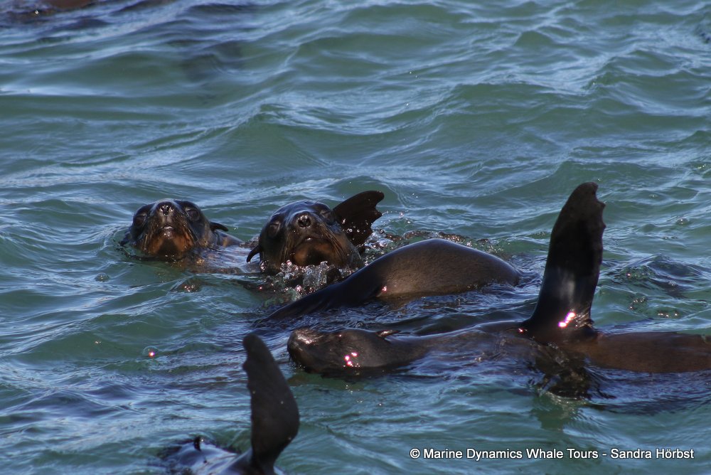 cape fur seal, whale watching, gansbaai, south africa