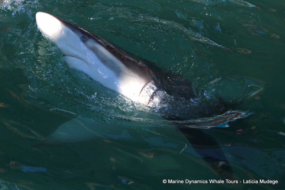 bronze whaler shark, whale watching, gansbaai, south africa,