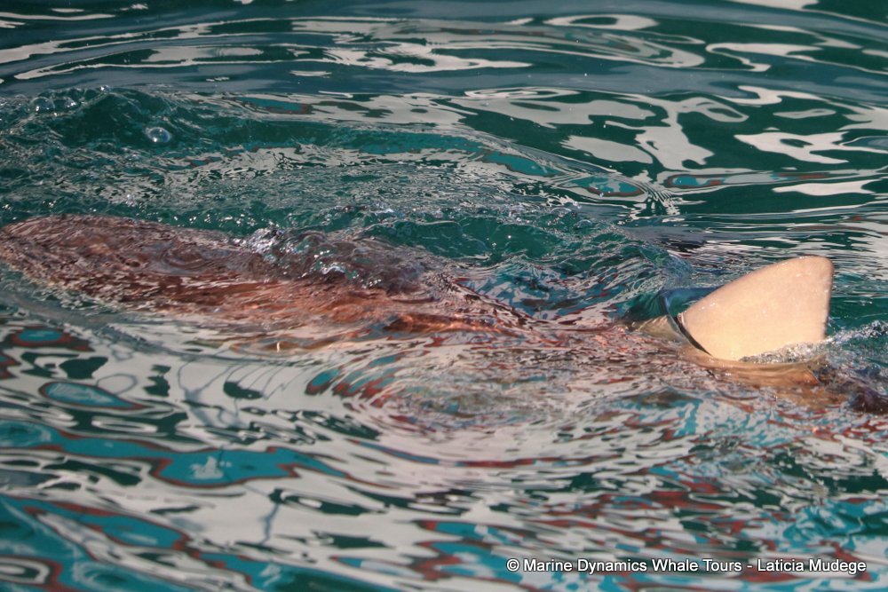 bronze whaler shark, whale watching, gansbaai, south africa,