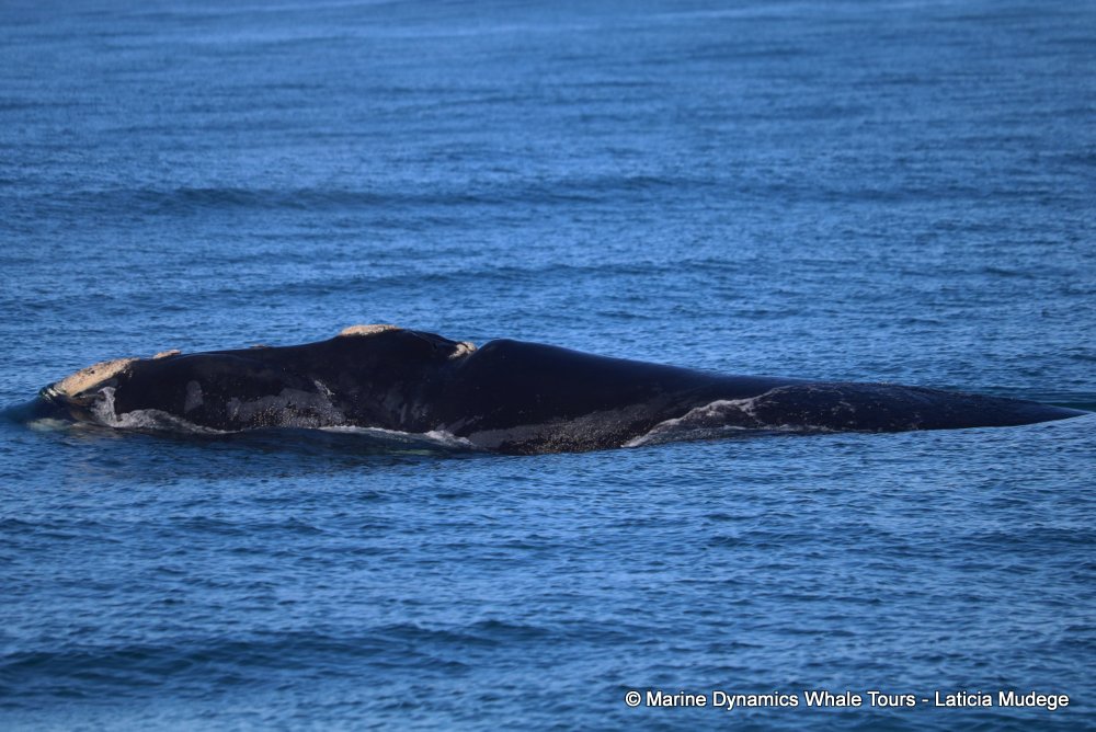 Southern right whale, whale watching, gansbaai, south africa,