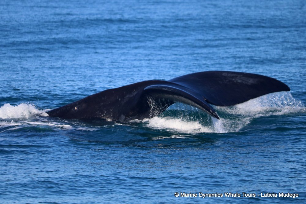 Southern right whale, whale watching, gansbaai, south africa,