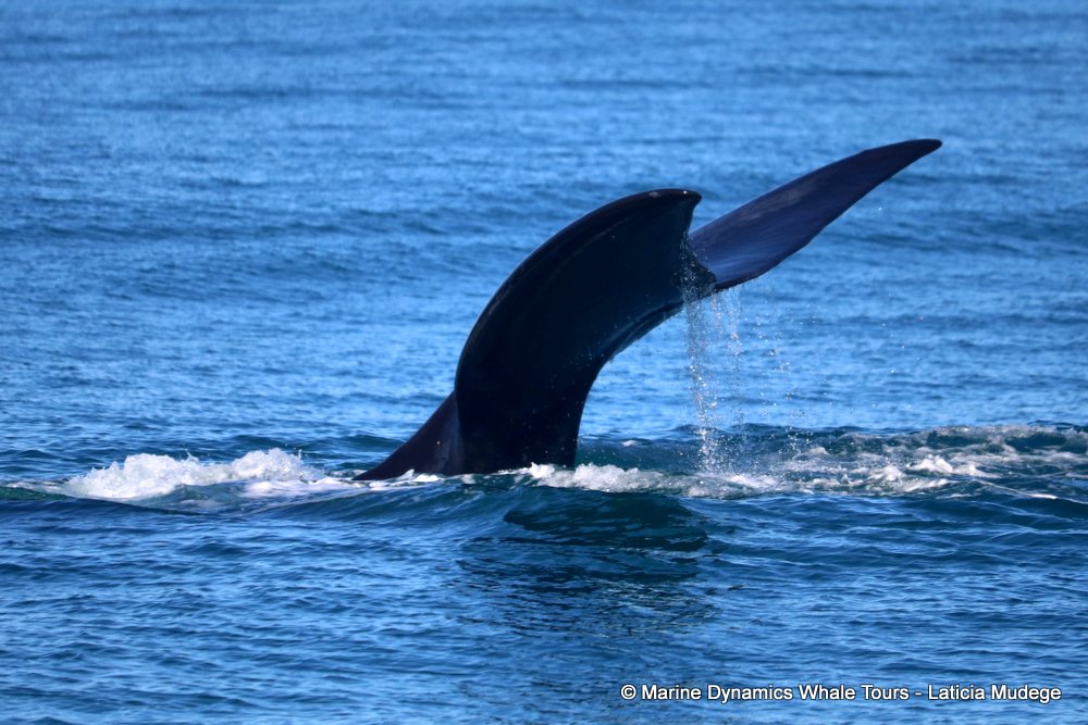Southern right whale, whale watching, gansbaai, south africa,