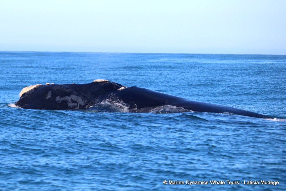 Southern right whale, whale watching, gansbaai, south africa,