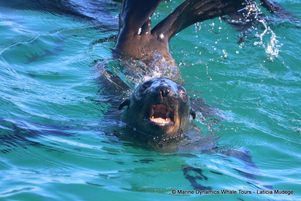 cape fur seal, whale watching, gansbaai, south africa