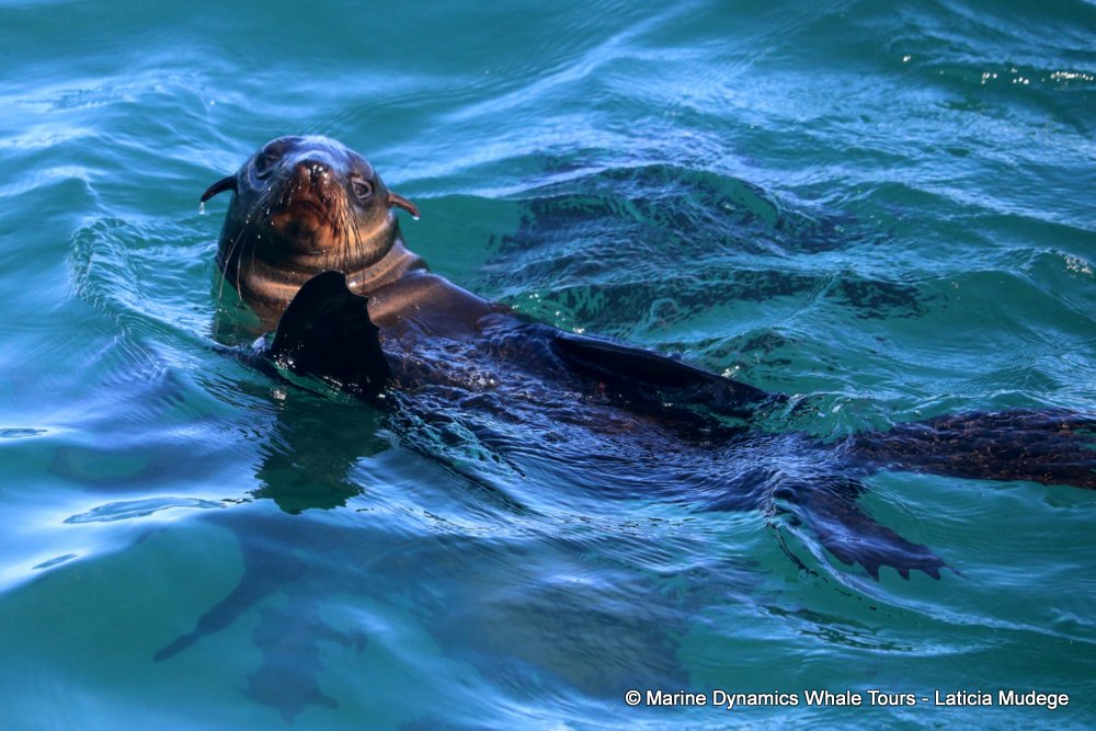 cape fur seal, whale watching, gansbaai, south africa