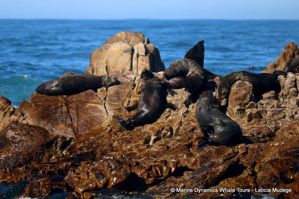 cape fur seal, whale watching, gansbaai, south africa
