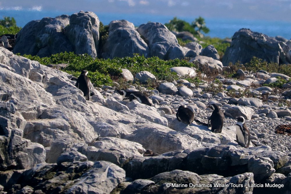 african penguin, whale watching, gansbaai, south africa