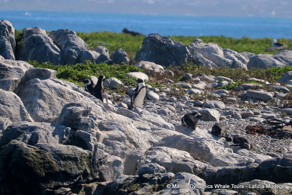 african penguin, whale watching, gansbaai, south africa