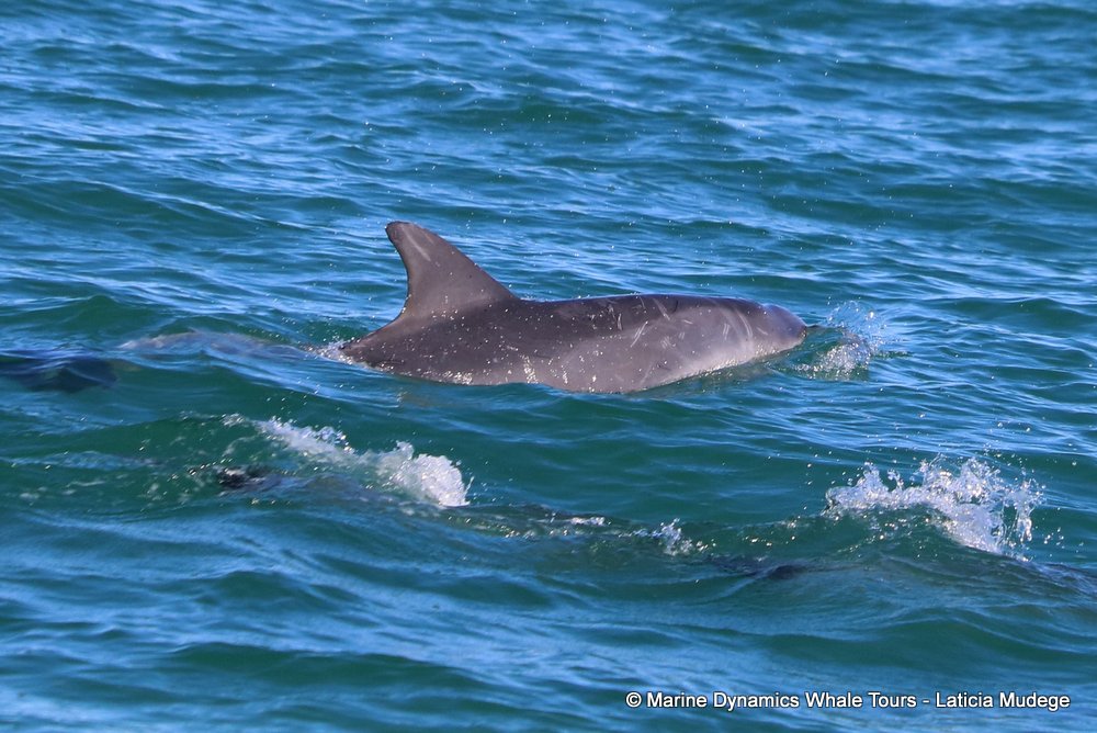 bottlenose dolphin Whale watching, South Africa, Gansbaai,