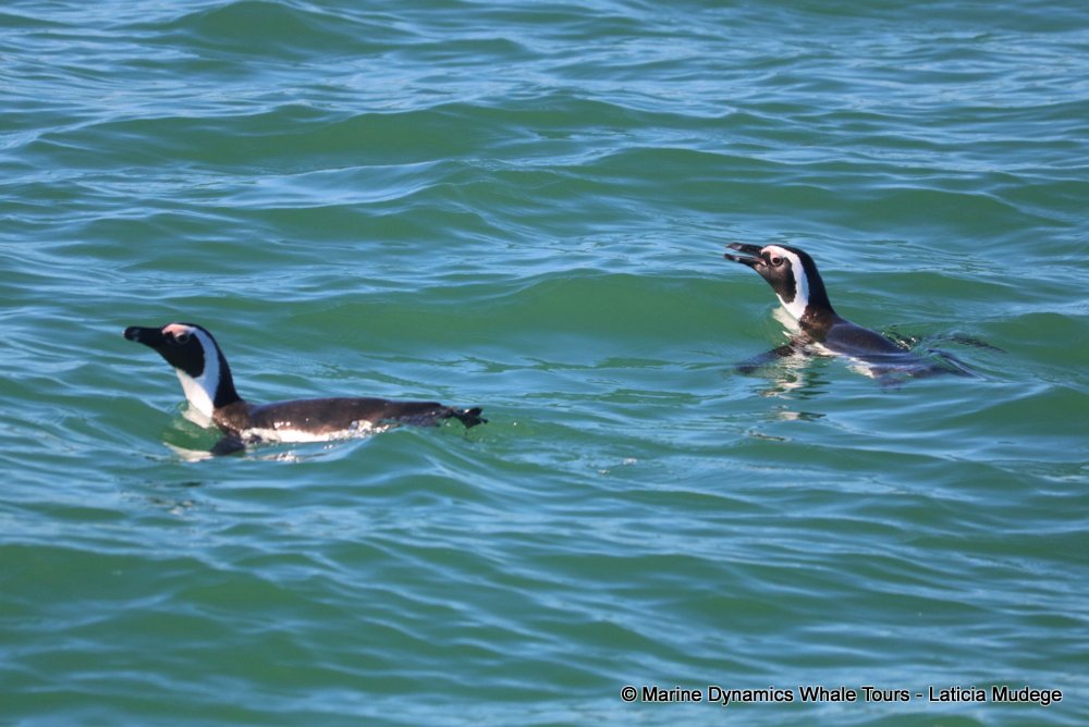 african penguin, whale watching, gansbaai, south africa