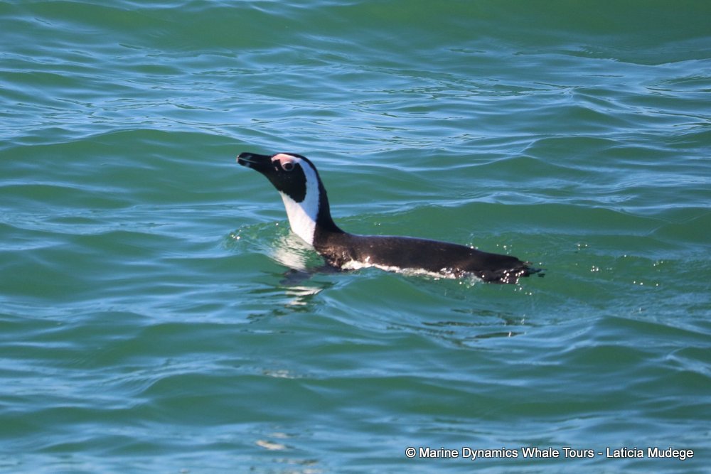 african penguin, whale watching, gansbaai, south africa