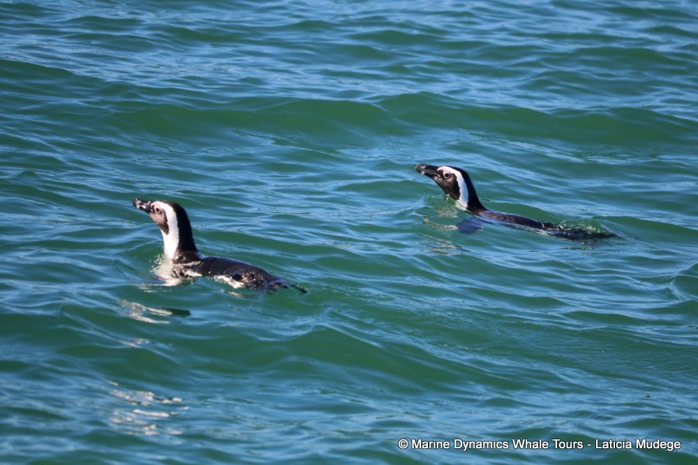 african penguin, whale watching, gansbaai, south africa