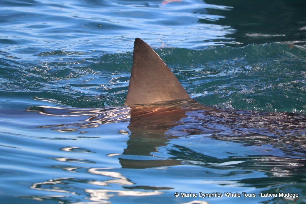 bronze whaler shark, whale watching, gansbaai, south africa,