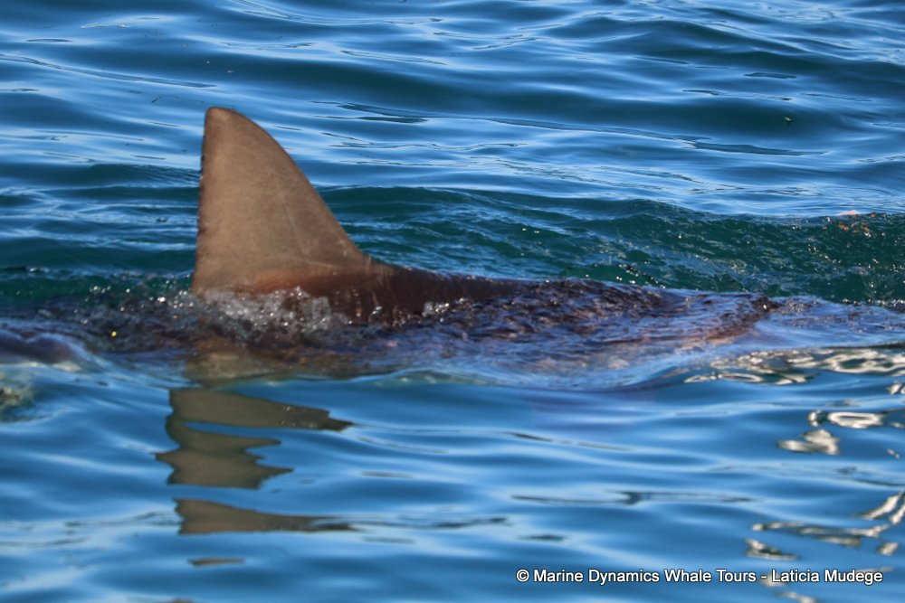 bronze whaler shark, whale watching, gansbaai, south africa,