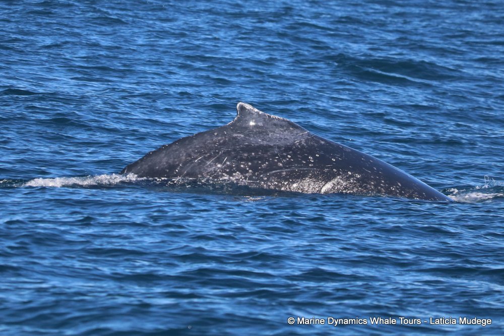 humpback whale, whale watching, gansbaai, south africa