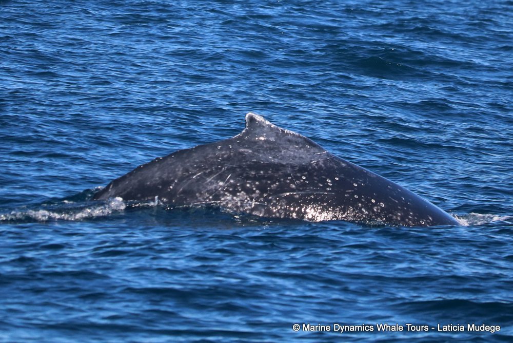 humpback whale, whale watching, gansbaai, south africa
