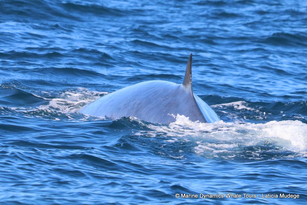 bryde's whale, whale watching, gansbaai, south africa,