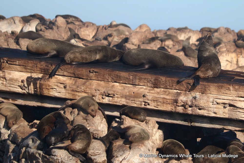 cape fur seal, whale watching, gansbaai, south africa