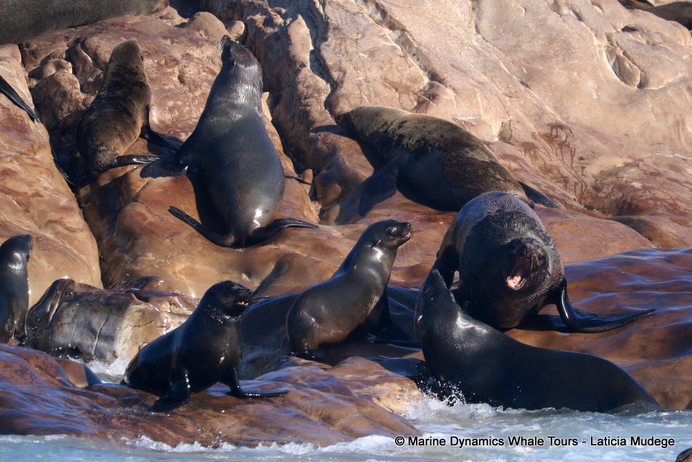 cape fur seal, whale watching, gansbaai, south africa