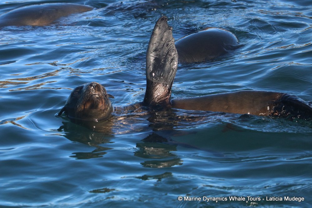cape fur seal, whale watching, gansbaai, south africa