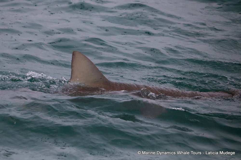 bronze whaler shark, whale watching, gansbaai, south africa,
