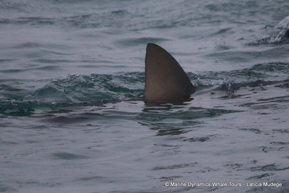 bronze whaler shark, whale watching, gansbaai, south africa,
