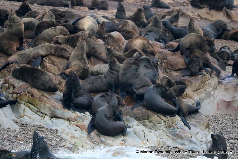 cape fur seal, whale watching, gansbaai, south africa
