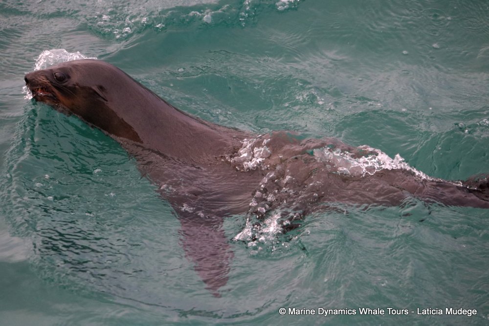 cape fur seal, whale watching, gansbaai, south africa