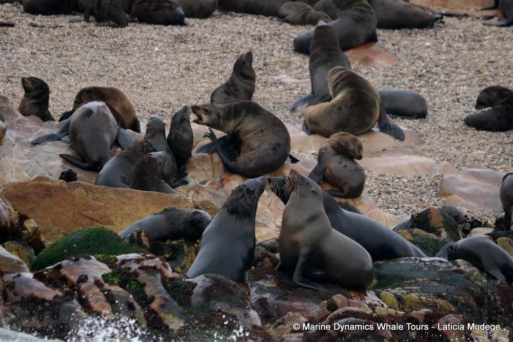 cape fur seal, whale watching, gansbaai, south africa