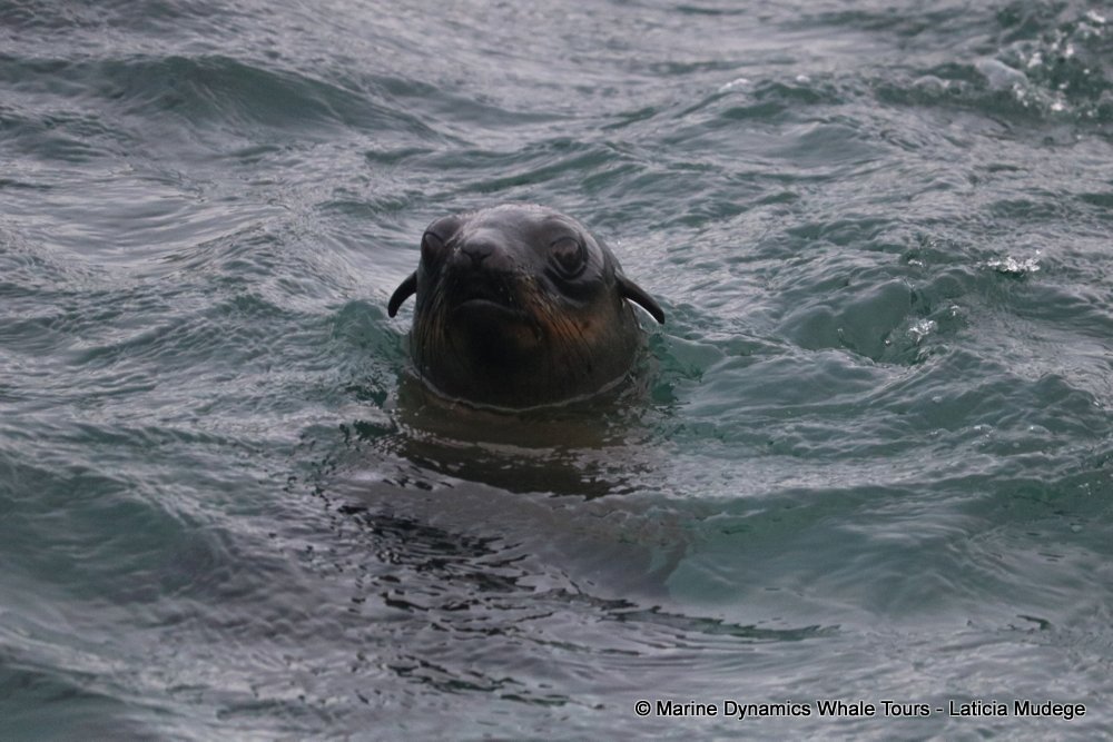 cape fur seal, whale watching, gansbaai, south africa