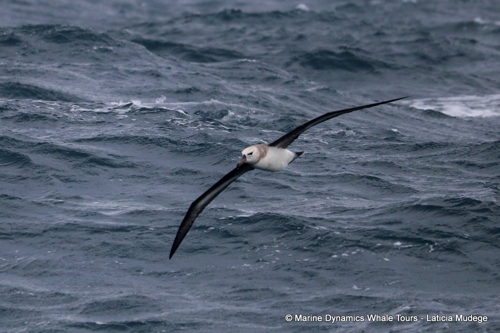 albatross, whale watching, gansbaai, south africa